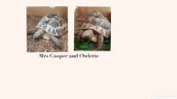 Rehomed...Hermanns : Both Female approx 7 years old (Mrs Cooper & Owlette)